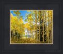 Autumn in the Rocky Mountains, Wasatch National Forest, Utah Online Hot Sale