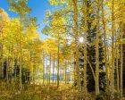 Autumn in the Rocky Mountains, Wasatch National Forest, Utah Online Hot Sale