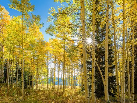 Autumn in the Rocky Mountains, Wasatch National Forest, Utah Online Hot Sale