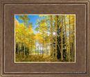 Autumn in the Rocky Mountains, Wasatch National Forest, Utah Online Hot Sale